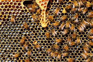 Eat your vitamins: Bee Pollen